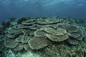 The seafloor is covered by reef-building corals in Indonesia The seafloor is covered by reef-building corals in Indonesia