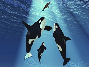 A seal swims to the surface trying to escape from three Killer Whales A seal swims to the surface trying to escape from three Killer Whales
