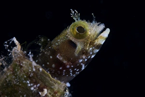 A Secretary Blenny looks out from its coral home A Secretary Blenny looks out from its coral home