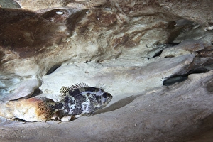 Shadow bass perched on a rock ledge below the Vortex Spring cave Shadow bass perched on a rock ledge below the Vortex Spring cave