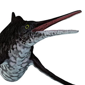 Ichthyology Illustrations Prints: Shonisaurus ichthyosaur head