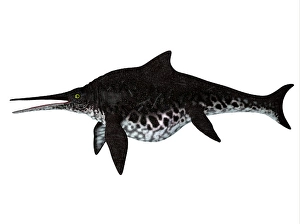Prehistoric Marine Life Prints: Shonisaurus ichthyosaur, side profile