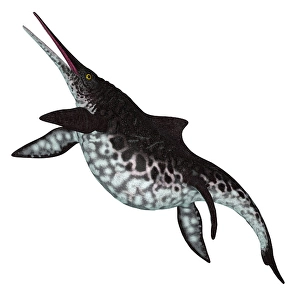 Prehistoric Fish Prints: Shonisaurus ichthyosaur, side view on white background