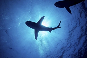 Silhouette of an oceanic whitetip shark with rays of light shining through Silhouette of an oceanic whitetip shark with rays of light shining through