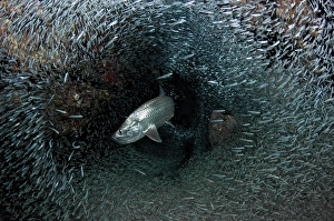 Silversides evading their prey, The Grotto, Grand Cayman Silversides evading their prey, The Grotto, Grand Cayman