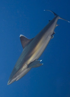 Silvertip shark, Kimbe Bay, Papua New Guinea Silvertip shark, Kimbe Bay, Papua New Guinea