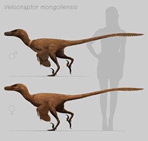 Size comparison of Velociraptor mongoliensis to a human Size comparison of Velociraptor mongoliensis to a human