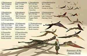 Pterosaur Size Reference Print