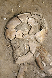 Skeletal remains discovered during dig at Mildenhall Skeletal remains discovered during dig at Mildenhall