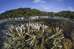 A slightly bleached staghorn coral colony in the Solomon Islands A slightly bleached staghorn coral colony in the Solomon Islands