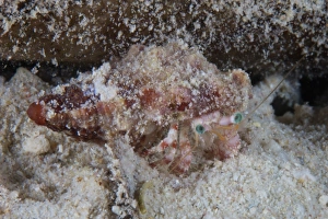Small Hermit Crab, Bonaire, Caribbean Netherlands Small Hermit Crab, Bonaire, Caribbean Netherlands