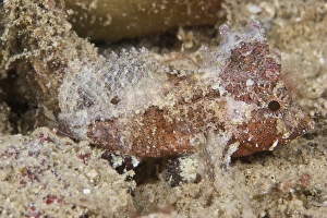 Papua New Guinea Sea Life Prints: A small leaf fish blends into its surroundings, Papua New Guinea