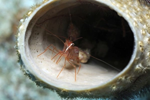 Small peppermint shrimp inside of tube sponge in Caribbean Small peppermint shrimp inside of tube sponge in Caribbean