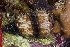 A small Soldier Cone shell, Papua New Guinea A small Soldier Cone shell, Papua New Guinea