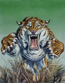 Prints of Smilodon (Dirk Sabertooth) springing forward at viewer, Pleistocene Epoch (Ice Age) of North America Sabertooth Prints: Smilodon Print: Large Cat Charging Forward