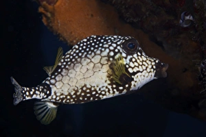 Smooth Trunkfish, Bonaire, Caribbean Netherlands Smooth Trunkfish, Bonaire, Caribbean Netherlands