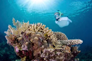 Blue Ocean Photography Prints: A snorkeler explores coral reef in the Philippines