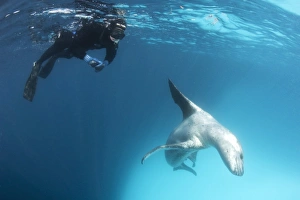 A snorkeller encounters a leopard seal, Astrolabe Island, Antarctica A snorkeller encounters a leopard seal, Astrolabe Island, Antarctica
