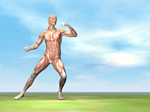 Soccer player musculature running after soccer ball Soccer player musculature running after soccer ball