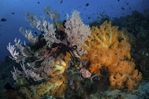 Soft coral colonies and gorgonians on a coral reef in Indonesia Soft coral colonies and gorgonians on a coral reef in Indonesia