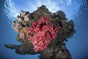 A soft coral colony grows on a shipwreck off the island of Guadalcanal A soft coral colony grows on a shipwreck off the island of Guadalcanal