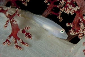 Soft coral ghost goby lying on white and red soft coral Soft coral ghost goby lying on white and red soft coral