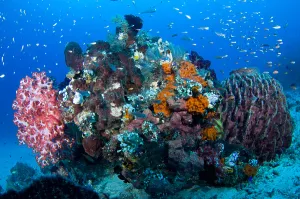Raja Ampat Coral Reefs Prints: Soft corals and a barrel sponge