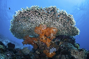 Soft corals grow beneath a large table coral in Indonesia Soft corals grow beneath a large table coral in Indonesia