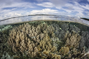 Soft corals thrive on a healthy reef in the Solomon Islands Soft corals thrive on a healthy reef in the Solomon Islands