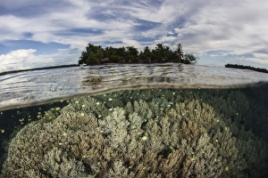 Soft corals thrive on a reef in the Solomon Islands Soft corals thrive on a reef in the Solomon Islands
