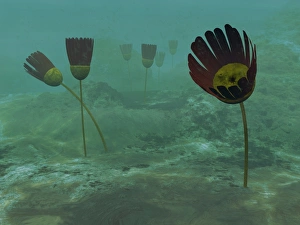 Species of the genus Dinomischus populate the ocean floor 505 million years ago Species of the genus Dinomischus populate the ocean floor 505 million years ago