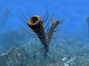 A species of Pirania, a primitive sponge that populated the ocean floors 505 million A species of Pirania, a primitive sponge that populated the ocean floors 505 million