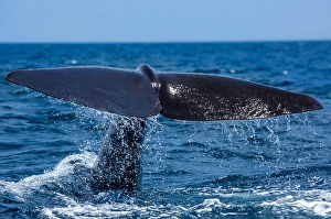 Endangered Sea Creatures Prints: A sperm whale, Physeter macrocephalus