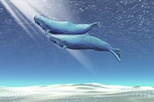 Two sperm whales near the surface of the ocean Two sperm whales near the surface of the ocean