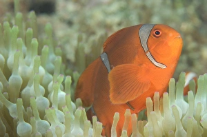 Spinecheek anemonefish in anemone, Papua New Guinea Spinecheek anemonefish in anemone, Papua New Guinea