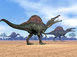 Three Spinosaurus dinosaurs walking in the desert Three Spinosaurus dinosaurs walking in the desert