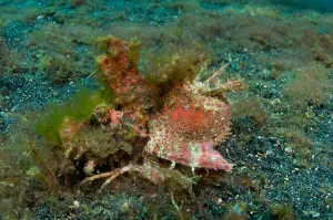 Underwater Animal Pictures Prints: Spiny devilfish, Lembeh Strait