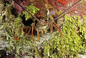 Spiny lobster hiding in the reef, Nassau, The Bahamas Spiny lobster hiding in the reef, Nassau, The Bahamas