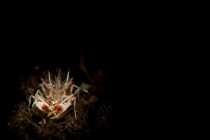 Spiny tiger shrimp amongst volcanic sand, Bali Spiny tiger shrimp amongst volcanic sand, Bali