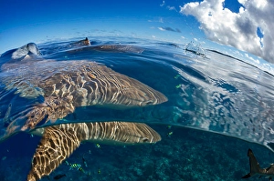 Carcharhinus Melanopterus Prints: Split image of blacktip reef sharks