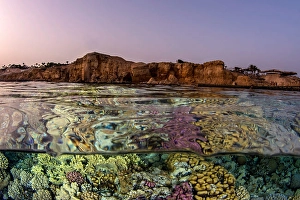 Tropical Ocean Ecosystems Prints: An over under split in the Red Sea