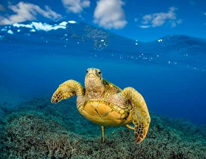Tropical Climate Animals Prints: A split scene of a green sea turtle