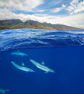 Spinner Dolphins Prints: A split view of spinner dolphins
