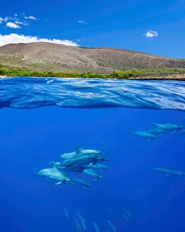 Spinner Dolphins Prints: A split view of spinner dolphins
