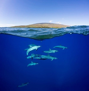 Spinner Dolphins Prints: A split view of spinner dolphins