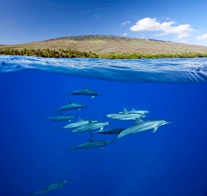 Spinner Dolphins Prints: A split view of spinner dolphins