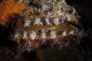 Sponge encrusted Oyster filters water to feed Sponge encrusted Oyster filters water to feed