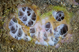 Southeast Asia Ocean Creatures Prints: Detail of a sponge growing on a reef in Lembeh Strait