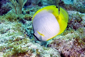 A Spotfin Butterflyfish feeding off the coral reef, Key Largo, Florida A Spotfin Butterflyfish feeding off the coral reef, Key Largo, Florida