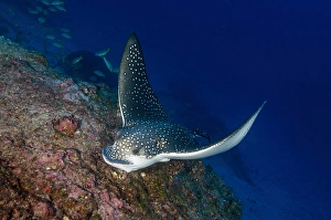 Spotted Eagle Ray Prints: Spotted eagle ray coming over the reef